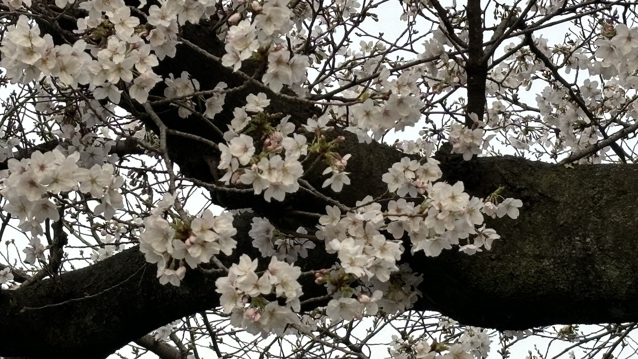 桜開花