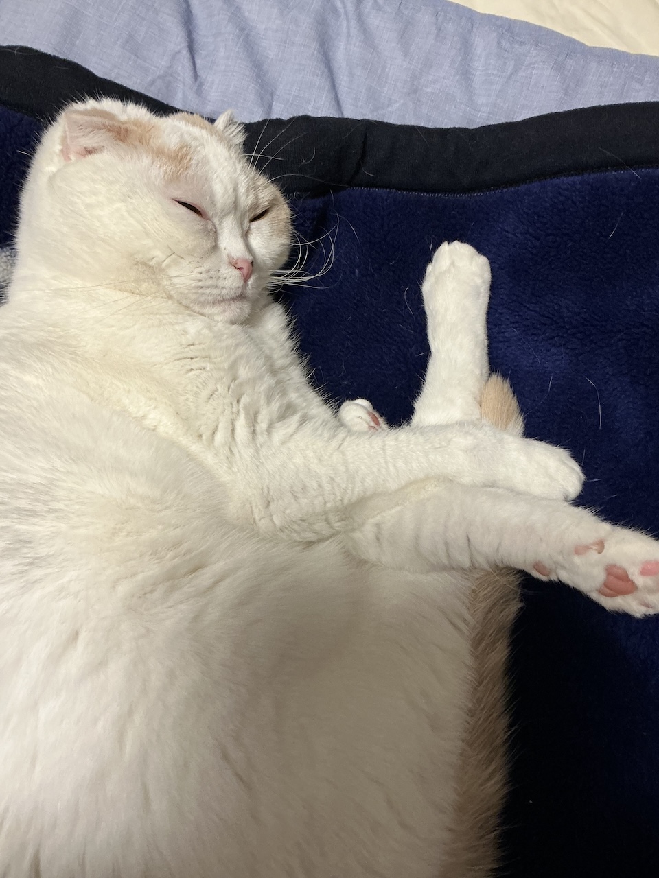 花咲く肉球と、布団ジャックな午後